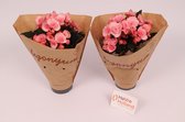 2 stuks - Kamerplanten - Begonia Elatior - Joy Pink (licht roze) - ⌀14 cm - Hoogte 35cm - Vers uit eigen kwekerij! - HaVre Holland