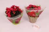 2 Stuks - Tuinplanten - Kamerplanten - Begonia - Betulia Bright Pink - Binnenplant en Buitenplant - Balkon en Terras - Tuinplant - Bloeiend - Kleurrijk - ⌀19 cm - Hoogte 38cm - Ver