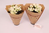 2 stuks - Kamerplanten - Begonia Elatior - Joy White - ⌀14 cm - Hoogte 35cm - Vers uit eigen kwekerij! - HaVre Holland