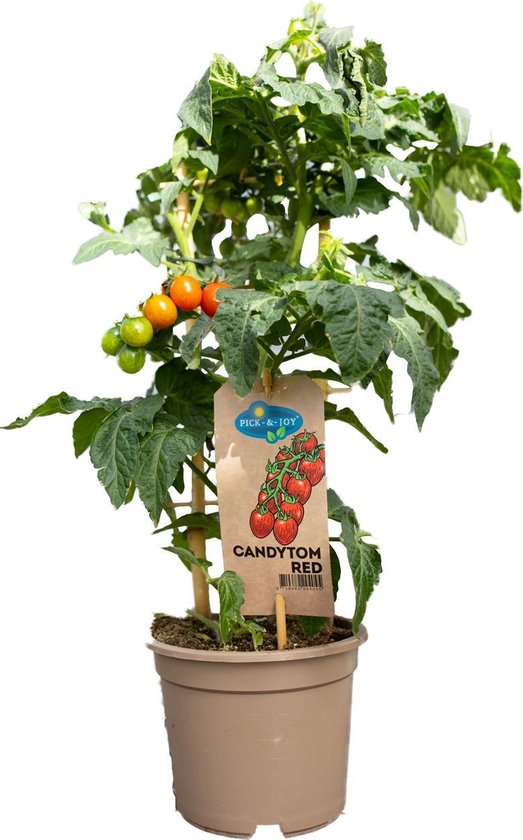 Raak verstrikt Trots Zeebrasem Pick & Joy cherry tomatenplant | bol.com