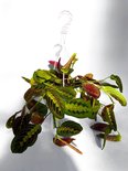 Find the perfect Maranta for you Find the perfect Maranta for you