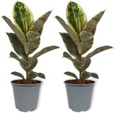 2x Kamerplant Ficus Tineke - ± 70cm hoog – 19cm diameter – luchtzuiverend