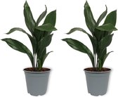 2x Kamerplant Aspidistra – Kwartjesplant - ± 80cm hoog – 19cm diameter
