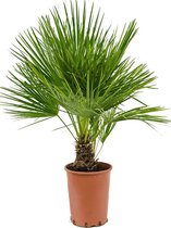Plantenwinkel Chamaerops palm humilis M kamerplant
