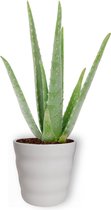 Aloe Vera Kamerplant - ± 30cm hoog - 12cm diameter - in witte pot