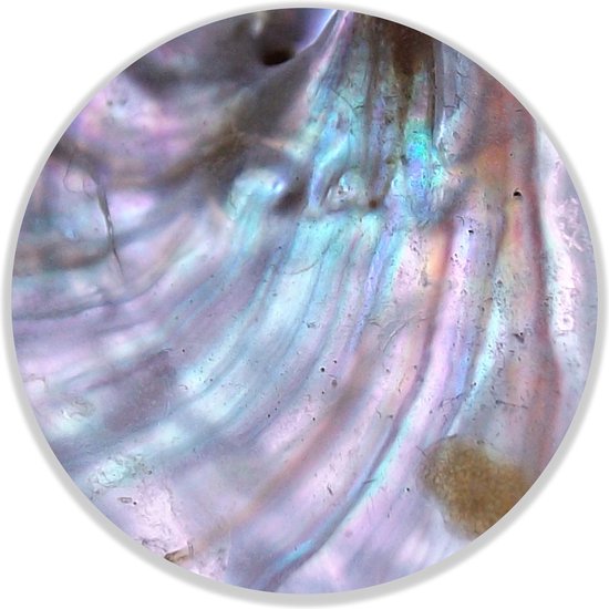 Wandcirkel Abalone Schelp