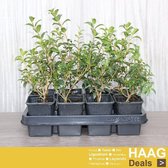 12x Schijnhulst - Osmanthus burkwoodii - Haagplant - Pot 9x9 cm