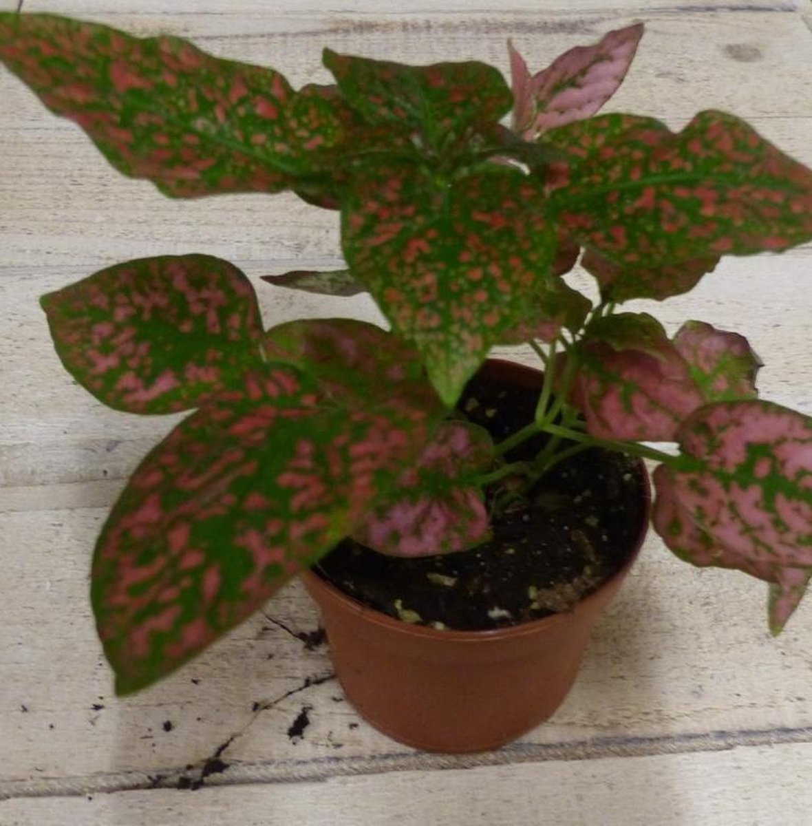 Warentuin natuurlijk - Kamerplant Hypoestes rood