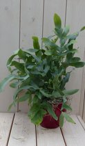 IJzervaren Phlebodium in rode pot 30 cm
