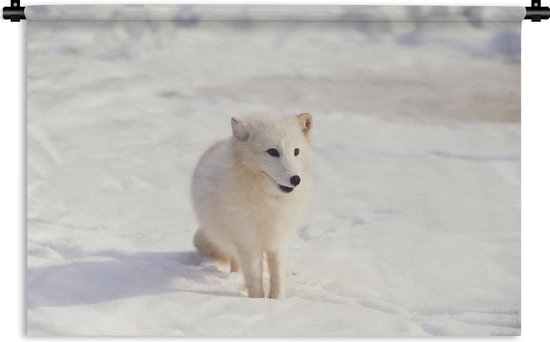 Tapisserie Prédateurs - Jeune renard arctique dans la neige Tapisserie coton 60x40 cm - Tapisserie avec photo