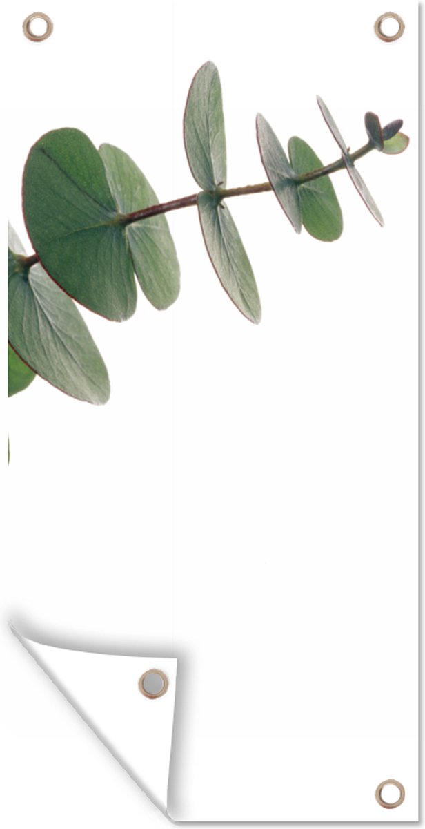 COURONNE DE FEUILLES D'eucalyptus De Printemps Et D'été, Pour Jardin De