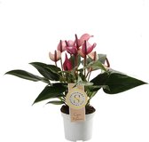 Anthurium Zizou ↨ 30cm - hoge kwaliteit planten