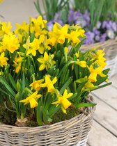 JP Plants - Narcis in pot - Geel bloeiend - 20 stuks - 9CM pot
