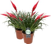 Breasy Bromelia multiflora Astrid | tropisch bloeiende kamerplant | 2 stuks | Ø 13cm |  30-35 cm