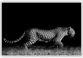 Foto met Sluipende Tijger op Aluminium - Foto op Dibond - Aluminium Schilderij - 120x80 cm