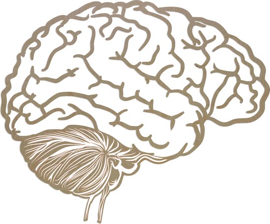 Cerveau humain décoration murale contreplaqué bouleau 830x715mm