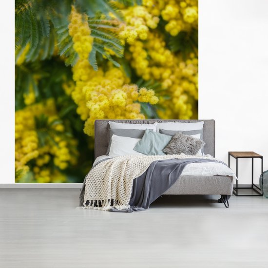Behang - Fotobehang Gele mimosabloemen - Breedte 240 cm x hoogte 240 cm