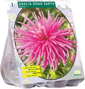 Baltus Dahlia Cactus Good Earth bloembol per 1 stuks