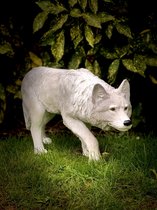 Wolf wit sluipend 32 cm - polyresin - polystone - hoogkwalitatieve kunststof - decoratiefiguur - interieur - accessoire - voor binnen - voor buiten - cadeau - geschenk - tuinfiguur