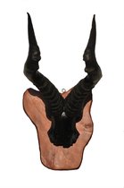 Decoratief hartebeest antilope gewei op koperkleur teakhout schild Limited Edition