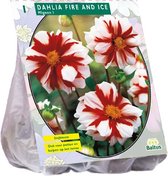 Baltus Dahlia Mignon Fire & Ice bloembol per 1 stuks
