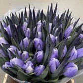 Verse Tulpen -  Lilac - 50 stuks