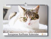 Calendrier européen des anniversaires à poil court | 35X24CM | Calendrier d'anniversaire chats | Type de chat Poil court européen