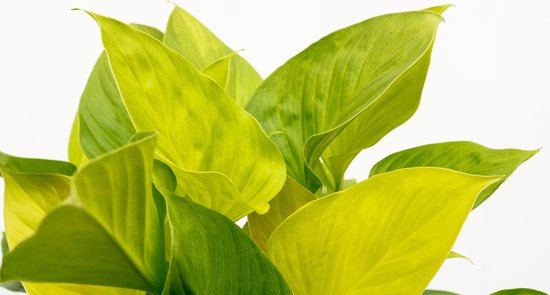 Homalomena Lemon Lime - 30cm
