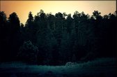 Walljar - Campside Forest - Muurdecoratie - Poster