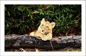 Walljar - Afrikaanse Leeuw - Dieren poster