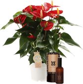 Set Anthurium Red Champion en interieur parfum (World of Opportunities) – ↨ 50cm – ⌀ 14cm