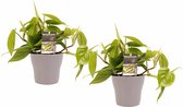 Hellogreen Kamerplant - Duo Philodendron Scandens - 15 cm - Anna Taupe