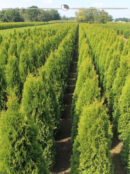 Foto: Westerse levensboom thuja smaragd 80 100 cm in pot 3x haagplant