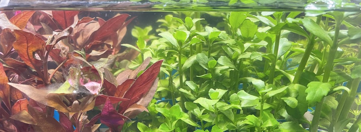 Aquariumplanten 12 stuks - mix