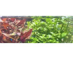Aquariumplanten 12 stuks - mix