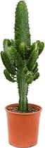 Cactus van Botanicly – Kardinaalsmuts – Hoogte: 60 cm – Euphorbia Acruensis