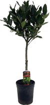 Kamerplant van Botanicly – Laurier – Hoogte: 80 cm – Laurus Nobilis