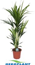 Kamerplant van Botanicly – Kentiapalm – Hoogte: 100 cm – Howea Forsteriana