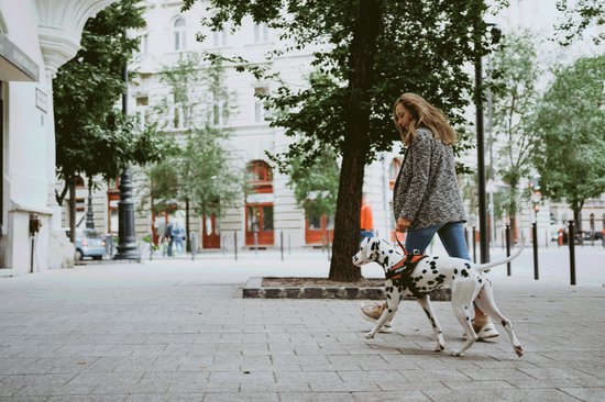 Vrouw wandelt met Dalmatiër in camouflage harnas in stadse omgeving.