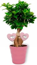 Kamerplant Ficus Ginseng - Bonsai - ± 30cm hoog - 12cm diameter - in roze pot