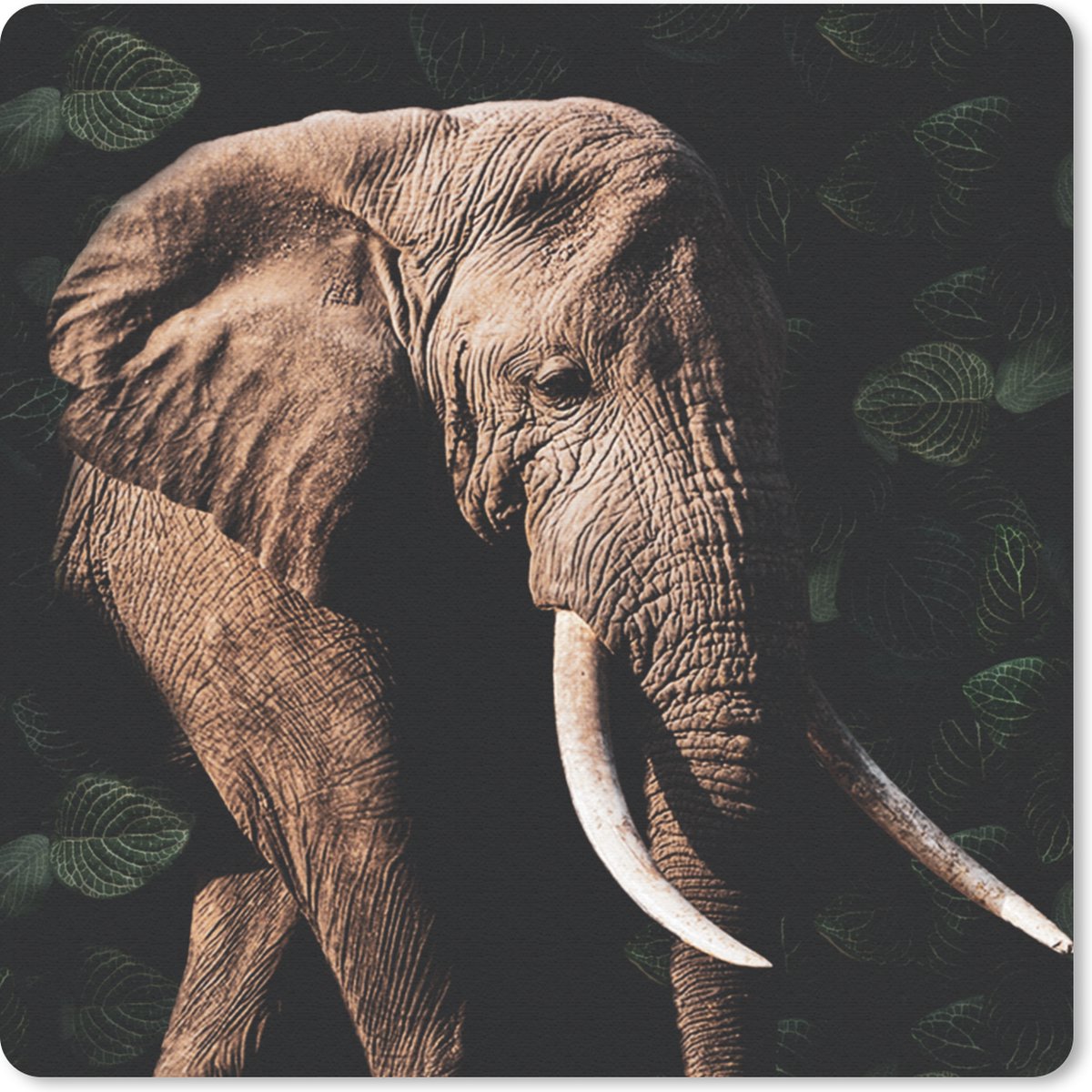 Muismat 20x20 cm - Mousepad Olifant - Dieren - Tanden - Muismatten