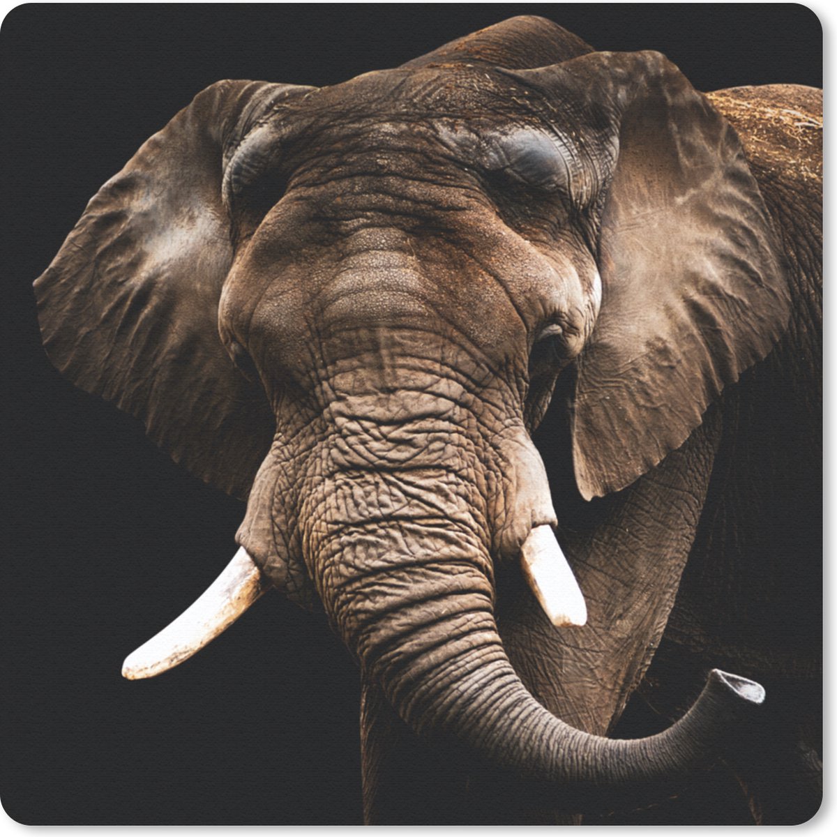 Muismat 20x20 cm - Mousepad Olifant - Dieren - Tanden - Muismatten