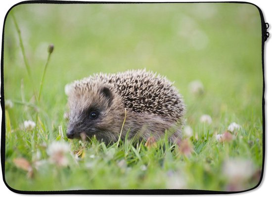 Que faire quand on trouve un hérisson dans son jardin ? - Gamm vert