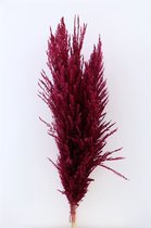 Pampas pluimen gedroogd Bordeaux - Droogbloemen - Pampasgras - 8 Stuks - GRATIS verzending