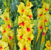 Gladiool Jester 50 stuks - Zwaardlelie - Gladiolus