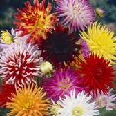 Dahlia cactus gemengd - cactus mix 5 stuks