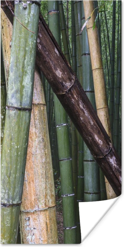 Poster Vele soorten bamboe in het Bamboebos van Arashiyama in Japan - 60x120 cm