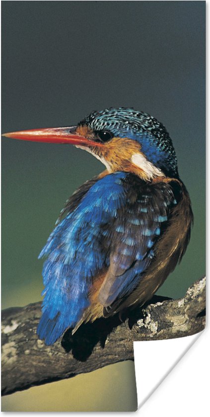Poster IJsvogel - Dier - Kleurrijk