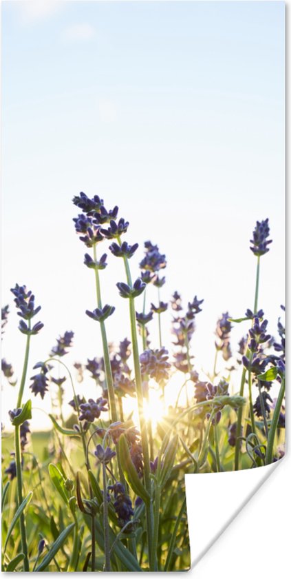 Poster Close-up van lavendel tijdens zonsondergang - 20x40 cm