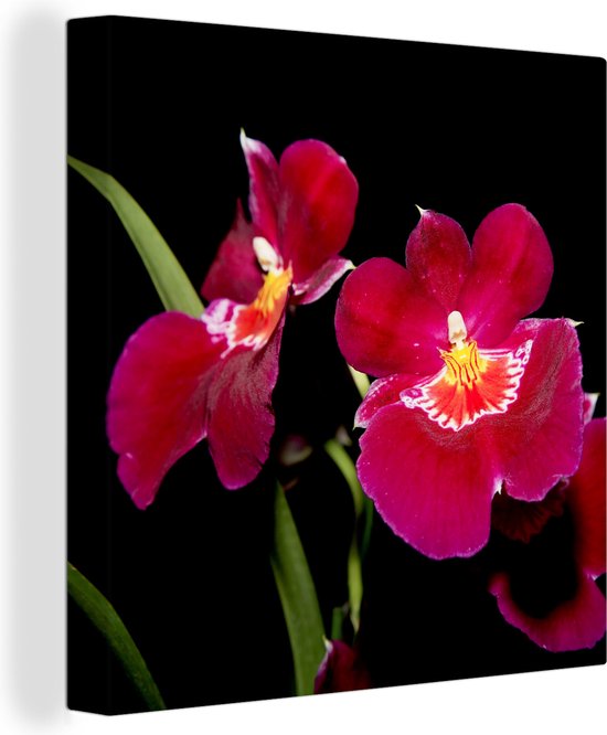 Canvas Schilderij Rode orchideeën tegen een zwarte achtergrond - 20x20 cm - Wanddecoratie